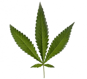 Cannabis ruderalis weed