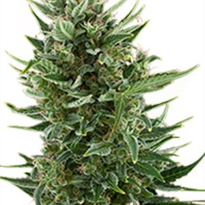 blühende cannabispflanze