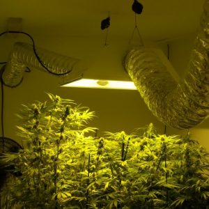growroom weed, cannabis growraum,