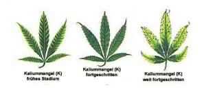 Kaliumangel Cannabis