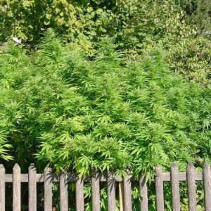 hanfpflanze outdoor