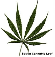 Sativa Hanfpflanze Weed