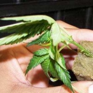 Stecklinge Cannabis einpflanzen