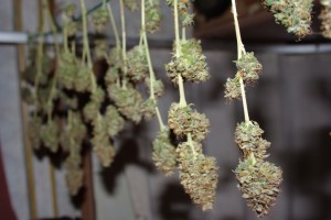 Trocknung von cannabis