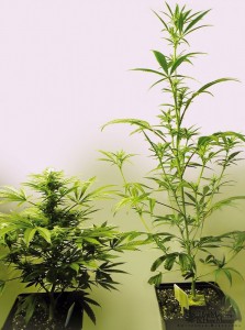 cannabis pflanze wachsen