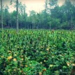 outdoor growing, cannabis outdoor anbauen