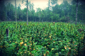 outdoor growing, cannabis outdoor anbauen